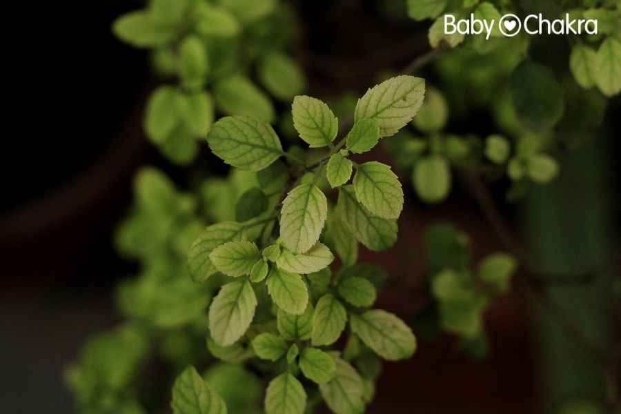 How To Use Tulsi In Your Postpartum Skincare Routine