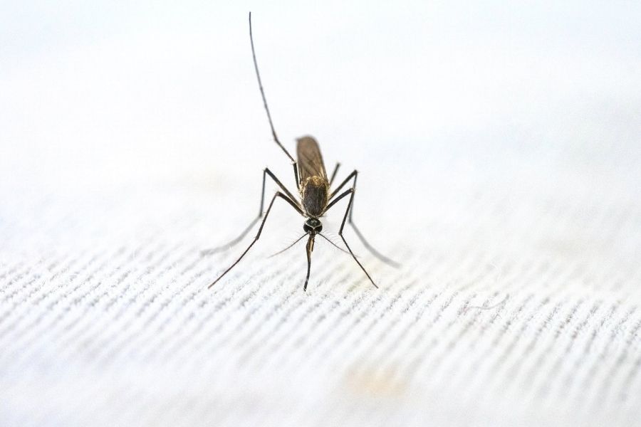 बच्चों में डेंगू और मलेरिया से बचाव