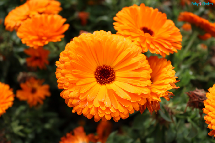 5 Benefits Of Calendula Oil For Baby’s Skin